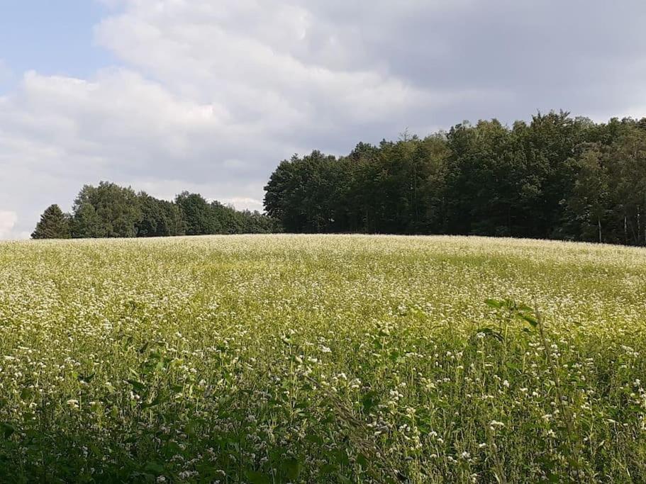 Schoene Und Ruhige Ferienwohnung In Ottendorf Sebnitz Ngoại thất bức ảnh